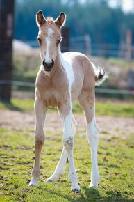 Připouštěni kvalitní plemeníci PAINT HORSE-HOMOZYGOT - 15