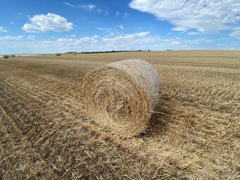 Lucerka a slama na predaj - 15