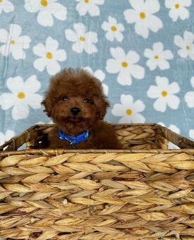 Toy pudel - toy pudlík - red toy poodle - 15