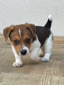 Jack russel terier - 15