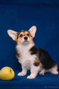 Welsh Corgi Pembroke - 15