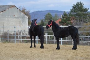 Kobyly na predaj - Percheron - 15