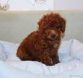 Toy pudla, Red Toy Poodle, Red Toy Pudel - 15