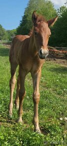 APH APHA PAINT HORSE ŽREBEC pripúšťanie - 15