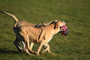 boerboel Ballotada - 2 krásné feny -6měsíců - 15