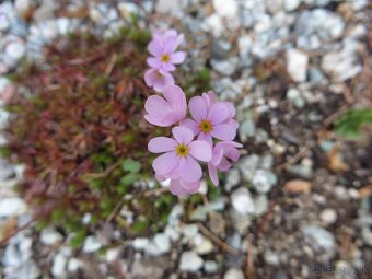 Androsace sempervivoides a iné skalničky - 15