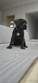 Cane corso s PP - 15