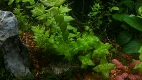 Krevetky,  akvarijné rastlinky - 15