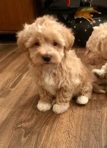 Mini maltipoo +36209877091 - 15