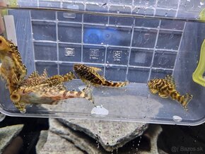 Pleco, Hypancistrus, Ancistrus long fin, sumce - 15