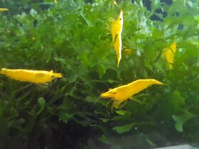 Krevetky neocaridina davidi yellow - 15