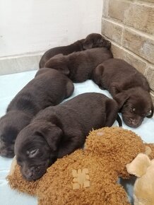 Labrador retriever šteniatka - 15