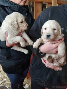 zlaty retriever - 15