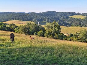 Ustajnenie,výcvik,preprava,ošetrenie koni-dornovou metódo - 15