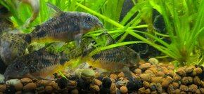 Corydoras paleatus - 15