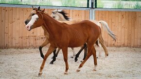 Téměř dvouletá Quarter Horse klisna, nominována na Futurity - 15