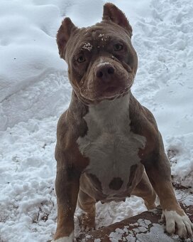 American Bully pocket - 15