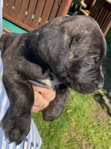 Cane Corso šteniatka - 15