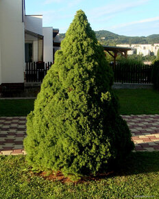 Biely smrek (Picea glauca) do záhrady alebo bonsaj, - 15