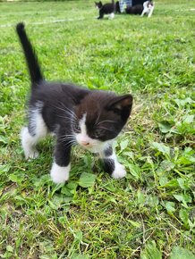 Darujeme mačiatka - ihneď k doberu - 15