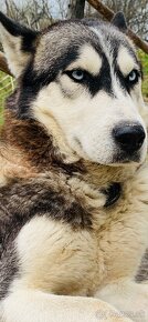 Americka Akita x Husky -Malamut - 15