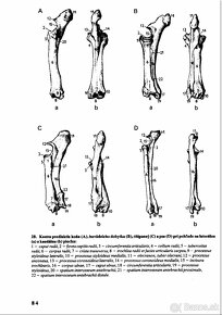 PDF - Popesko: Anatómia hospodárskych zvierat, 1992 (SK) - 15