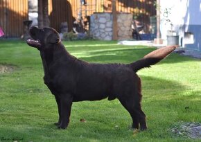 Labrador retriever -  čokoládové šteniatka s PP - 15