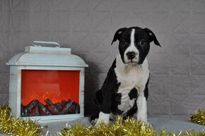 Americký stafordšírsky teriér s PP Amstaff - 15