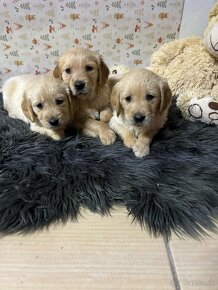 Zlatý retriever/ Golden retriever - 15