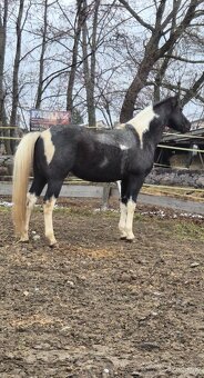 APH APHA PAINT HORSE ŽREBEC pripúšťanie - 15