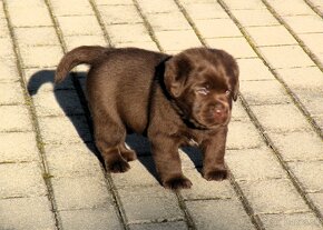 Labrador retriever čokoládové šteniatka s PP - 15