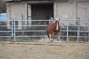 Predám ťažnú kobylu - ťažný kôň na predaj - 15