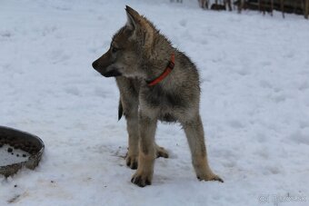 Fenka Československý vlčiak - 15