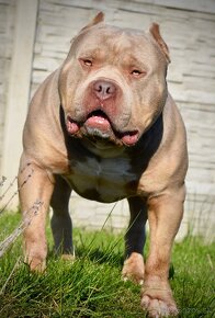 American bully Xl - 15