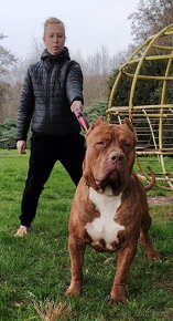 Štěňata American Bully Xl - XXL Bloodline DDK9 - 15