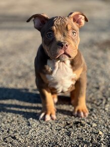 American Bully Classic/ standart - 15