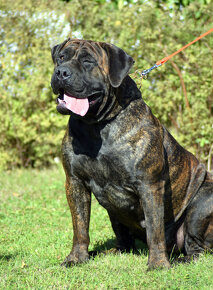 boerboel,  búrský buldok -jihoafrický mastif -feny - 15