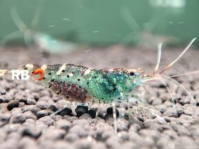 Krevetky Neocaridina, Caridina, Raciky, Raky a Akva Machy - 15