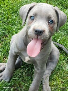 Cane Corso šteniatka - 15