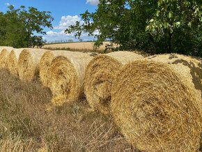 Lucerka a pšeničná Jačmenná slama ihneď k odberu - 15