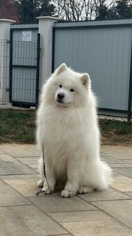 Samojed s PP (FCI) - 15