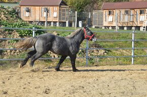 Ťažný kôň na predaj - Percheron - 15