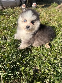 Pomsky / Pomeranian / Husky - 15