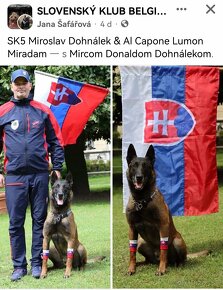 Belgický ovčiak malinois - 15