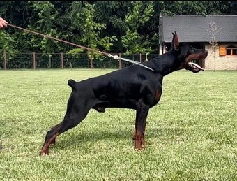 DOBERMAN ŠTENIATKA S FCI P.P - 15