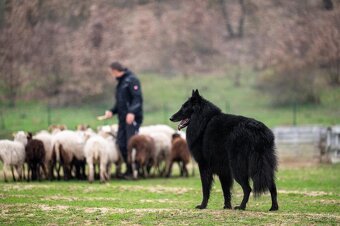 Belgický ovčák groenendael - 15