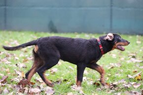 Beauceron s PP - 15