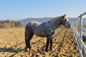 Žrebec na predaj - Percheron - 15