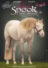 American Quarter Horse buckskin klisna, nominace na Futurity - 15