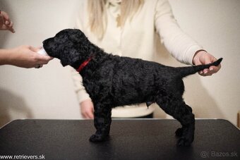 Curly Coated Retriever s PP - 15